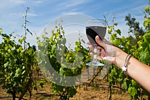 Glass of wine in the rows of grapes