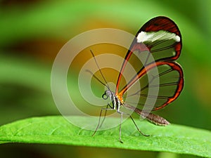 Glass wing butterfly