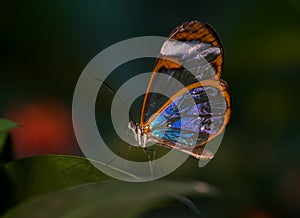 Glass Winged Butterfly Greta oto photo