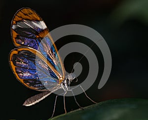 Glass Winged Butterfly Greta oto photo