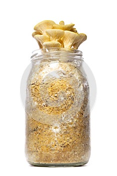 Glasses container with golden oyster mushrooms, fungiculture at home, isolated