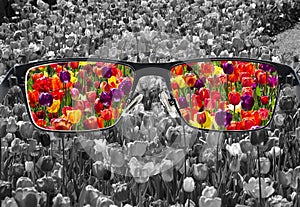 Through glasses frame. Colorful view of colorful tulips in glasses and monochrome background. Different world perception