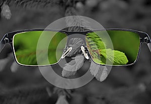 Through glasses frame. Colorful view of green fresh pine needles in glasses and monochrome background