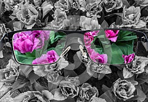 Through glasses frame. Colorful view of pink tulips in glasses and monochrome background. Different world perception. Optimism,
