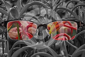 Through glasses frame. Colorful view of red tulips in glasses and monochrome background. Different world perception. Optimism,