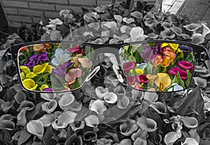 Through glasses frame. View of colorful calla lilies in glasses and monochrome background. Different world perception. Optimism,