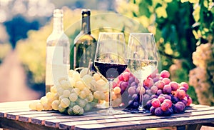 glasses of red and white wine and ripe grapes on table in vineyard