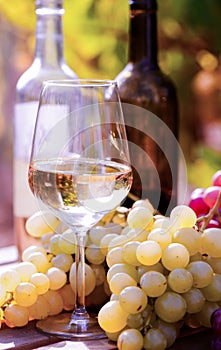 Glasses of red and white wine and ripe grapes on table in vineyard