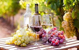 Glasses of red and white wine and ripe grapes on table in vineyard