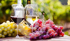 Glasses of red and white wine and ripe grapes on table in vineyard