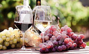 Glasses of red and white wine and ripe grapes on table in vineyard