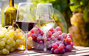 Glasses of red and white wine and ripe grapes on table in vineyard