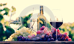 Glasses of red and white wine and ripe grapes on table in vineyard