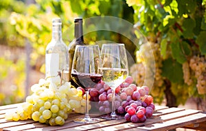 Glasses of red and white wine and ripe grapes on table in vineyard