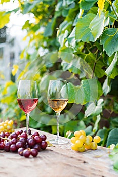 Glasses with white and red wine and grape berries on the wooden table in the vineyards, winery with green leaves