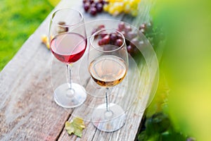 Glasses with white and red wine and grape berries on the wooden table in the vineyards, winery with green leaves