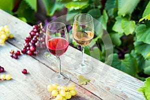 Glasses with white and red wine and grape berries on the wooden table in the vineyards, winery with green leaves