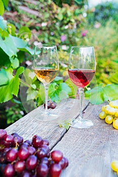 Glasses with white and red wine and grape berries on the wooden table in the vineyards, winery with green leaves