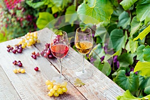 Glasses with white and red wine and grape berries on the wooden table in the vineyards, winery with green leaves