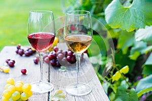 Glasses with white and red wine and grape berries on the wooden table in the vineyards, winery with green leaves