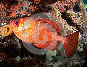 Glasseye Snapper