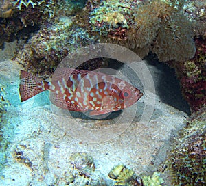 Glasseye Snapper