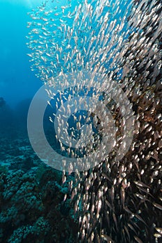 Glassfish and the aquatic life in the Red Sea.