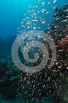 Glassfish and the aquatic life in the Red Sea.