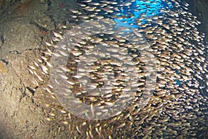 Glassfish inside a shipwreck
