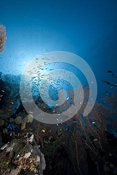 Glassfish, seafan and ocean