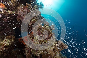 Glassfish in the tropical waters of the Red Sea.