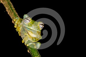 Glassfrog Sachatamia albomaculata rainforest jungle