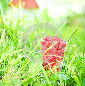 Raspberry in grass