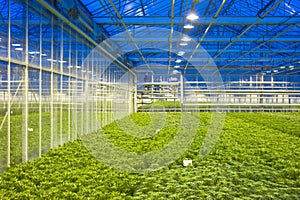 Glasshouse climate control