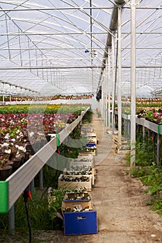 Glasshouse with flowers