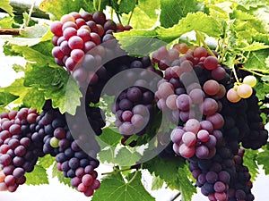 Glasshouse grapes harvest