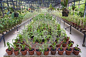 Glasshouse of orchid flowers