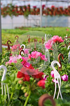 Glasshouse with pelargoniums