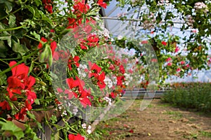 Glasshouse with pelargoniums