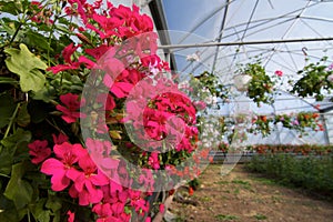 Glasshouse with pelargoniums