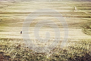 Glassland in Mongolia