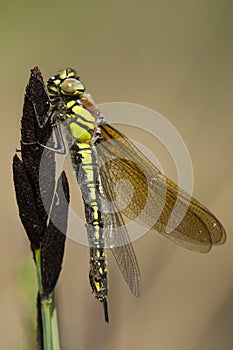 Glassnijder, Hairy Dragonfly, Brachytron pratense