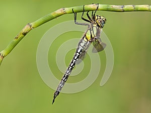 Glassnijder, Hairy Hawker, Brachytron pratense