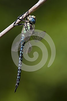 Glassnijder, Hairy Hawker, Brachytron pratense