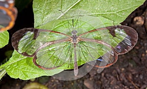 Glasswing butterfly