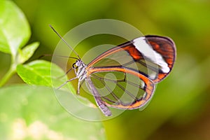 Glasswing butterfly