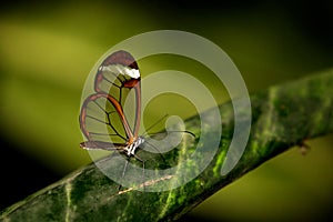 Glasswing butterfly