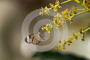 Glasswing butterfly
