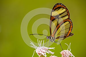 Glasswing butterfly on flower