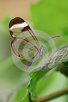 Glasswing butterfly greta oto